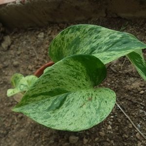 Marble Queen Pothos